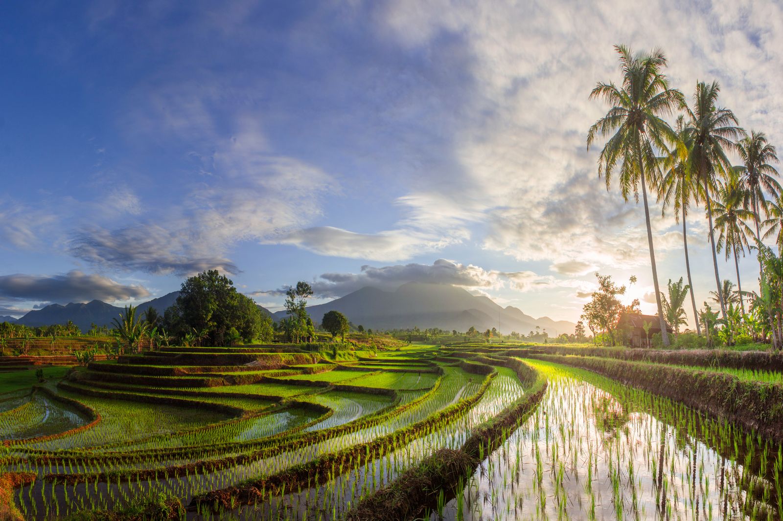 Bali rice terraces Indonesia
